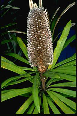 APII jpeg image of Banksia plagiocarpa  © contact APII