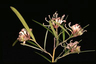 APII jpeg image of Grevillea linearifolia  © contact APII