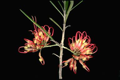 APII jpeg image of Grevillea 'Sid Reynolds'  © contact APII