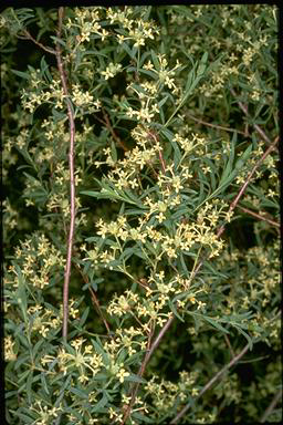 APII jpeg image of Pimelea microcephala  © contact APII