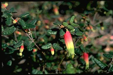 APII jpeg image of Correa reflexa 'Maroondah Tricolor'  © contact APII