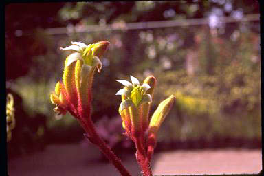 APII jpeg image of Anigozanthos 'Sue Dixon'  © contact APII