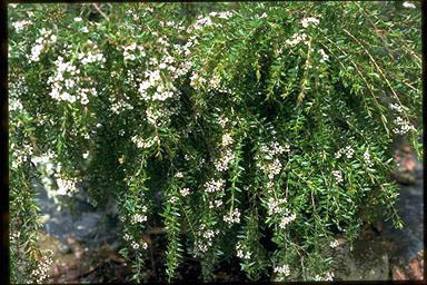 APII jpeg image of Babingtonia pluriflora 'White Cascade'  © contact APII