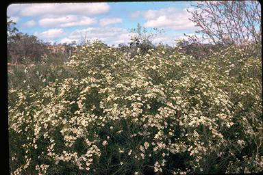 APII jpeg image of Chamelaucium uncinatum 'Bundara Supreme White'  © contact APII