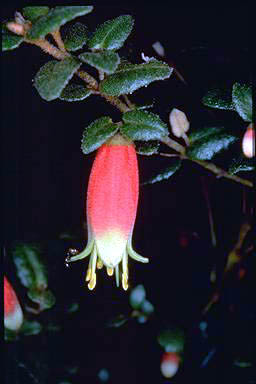 APII jpeg image of Correa reflexa 'Glenelg River Red'  © contact APII