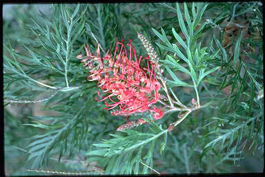 APII jpeg image of Grevillea 'Coconut Ice'  © contact APII