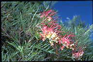 Grevillea 'Masons Hybrid' - click for larger image