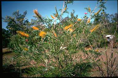 APII jpeg image of Grevillea 'Winter Sparkles'  © contact APII