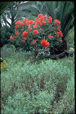 APII jpeg image of Corymbia ficifolia  © contact APII