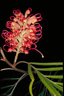 Grevillea banksii var. forsteri - click for larger image