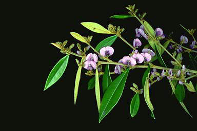 APII jpeg image of Hovea acutifolia  © contact APII