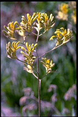 APII jpeg image of Anigozanthos 'Bush Glow'  © contact APII