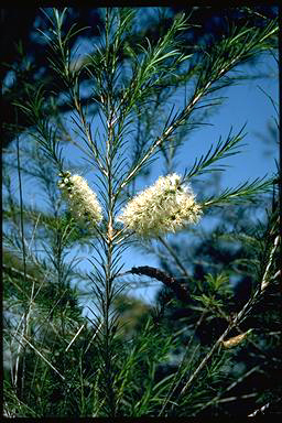 APII jpeg image of Melaleuca armillaris subsp. armillaris  © contact APII