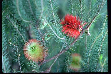 APII jpeg image of Melaleuca calothamnoides  © contact APII