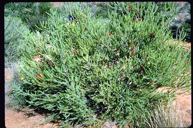 APII jpeg image of Melaleuca calothamnoides  © contact APII