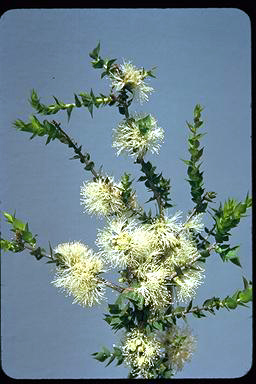 APII jpeg image of Melaleuca cardiophylla  © contact APII