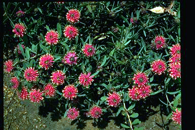 APII jpeg image of Melaleuca conothamnoides  © contact APII