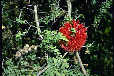 APII jpeg image of Melaleuca elliptica  © contact APII