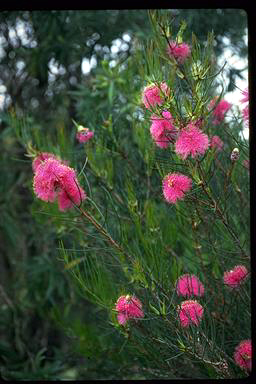 APII jpeg image of Melaleuca nematophylla  © contact APII