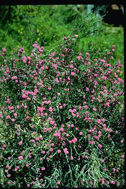 APII jpeg image of Melaleuca spathulata  © contact APII