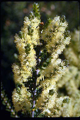 APII jpeg image of Melaleuca squarrosa  © contact APII