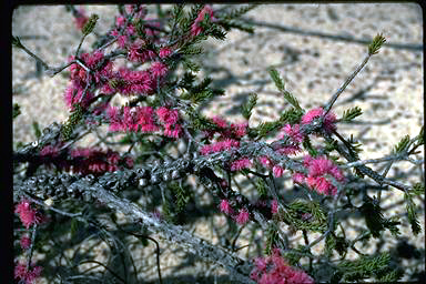 APII jpeg image of Melaleuca suberosa  © contact APII