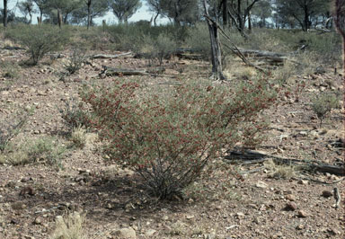 APII jpeg image of Dodonaea sinuolata subsp. acrodentata  © contact APII