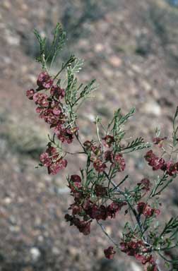 APII jpeg image of Dodonaea sinuolata subsp. acrodentata  © contact APII