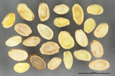 APII jpeg image of Goodenia hederacea  © contact APII