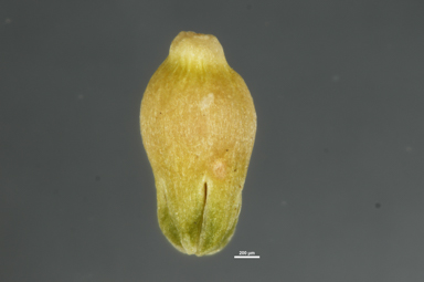 APII jpeg image of Asperula conferta  © contact APII