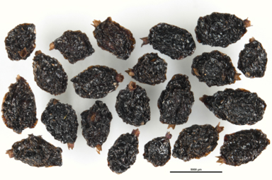 APII jpeg image of Coprosma quadrifida  © contact APII