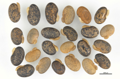 APII jpeg image of Daviesia genistifolia  © contact APII