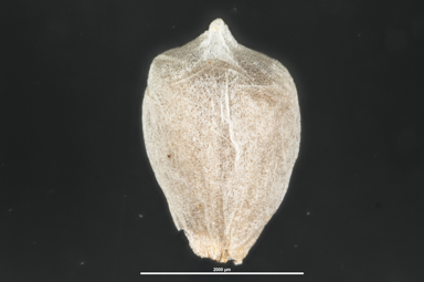 APII jpeg image of Brunonia australis  © contact APII