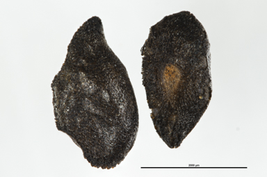 APII jpeg image of Eucalyptus glaucescens  © contact APII