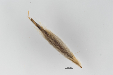 APII jpeg image of Austrostipa bigeniculata  © contact APII
