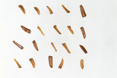 APII jpeg image of Melaleuca fissurata  © contact APII