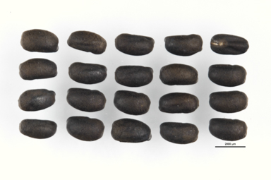 APII jpeg image of Geranium potentilloides  © contact APII