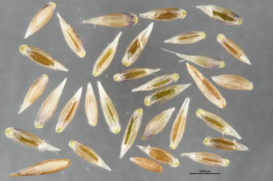 APII jpeg image of Agrostis muelleriana  © contact APII