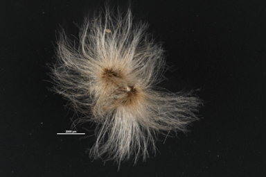 APII jpeg image of Gossypium bickii  © contact APII