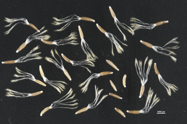 APII jpeg image of Calocephalus platycephalus  © contact APII