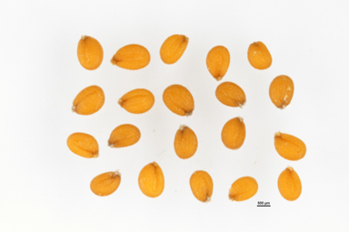 APII jpeg image of Stenopetalum velutinum  © contact APII