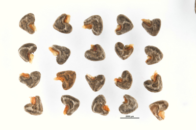 APII jpeg image of Abutilon  © contact APII