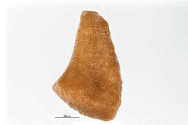 APII jpeg image of Eremaea acutifolia  © contact APII