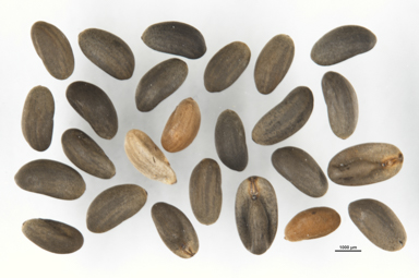 APII jpeg image of Pelargonium striatellum  © contact APII