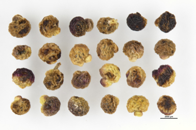 APII jpeg image of Stellaria pungens  © contact APII