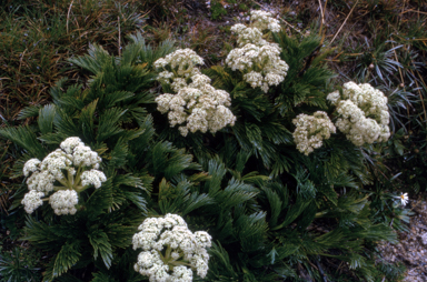 APII jpeg image of Aciphylla glacialis  © contact APII