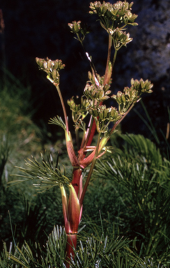 APII jpeg image of Aciphylla glacialis  © contact APII
