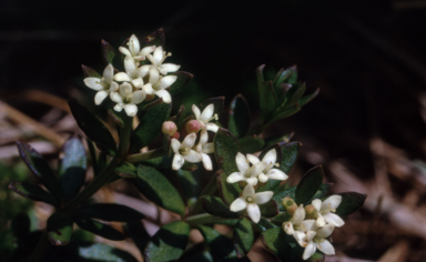 APII jpeg image of Asperula gunnii  © contact APII
