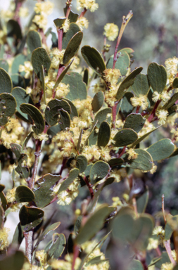 APII jpeg image of Acacia alpina  © contact APII