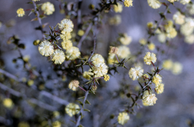 APII jpeg image of Acacia gunnii  © contact APII
